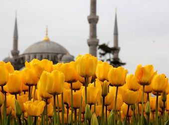 Festiwal Tulipanów w Stambule 